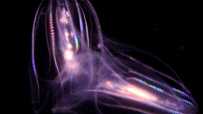 Comb Jellies: When Two Become One