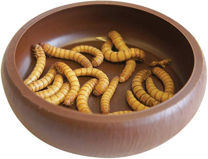 Komodo Mealworm Dish