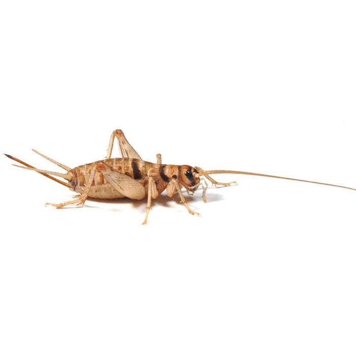 Crickets (BROWN) @ Aquapet