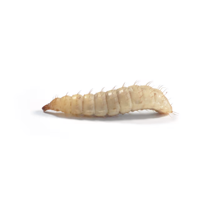 Larvae