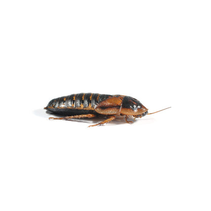 Dubia Roaches