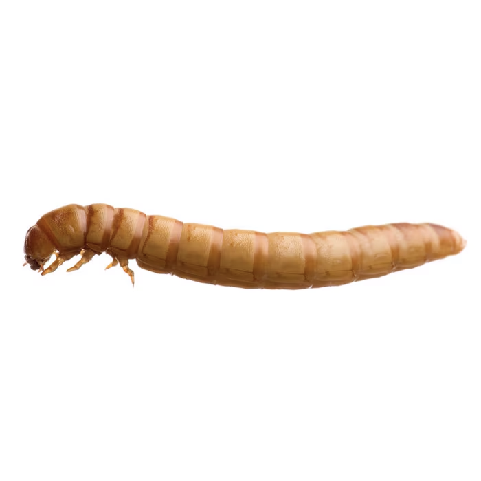 Larvae