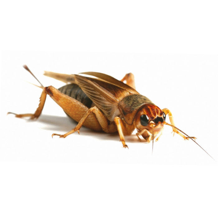 Crickets (SILENT) @ Aquapet