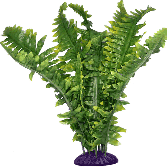 Komodo Boston Fern Small 25cm