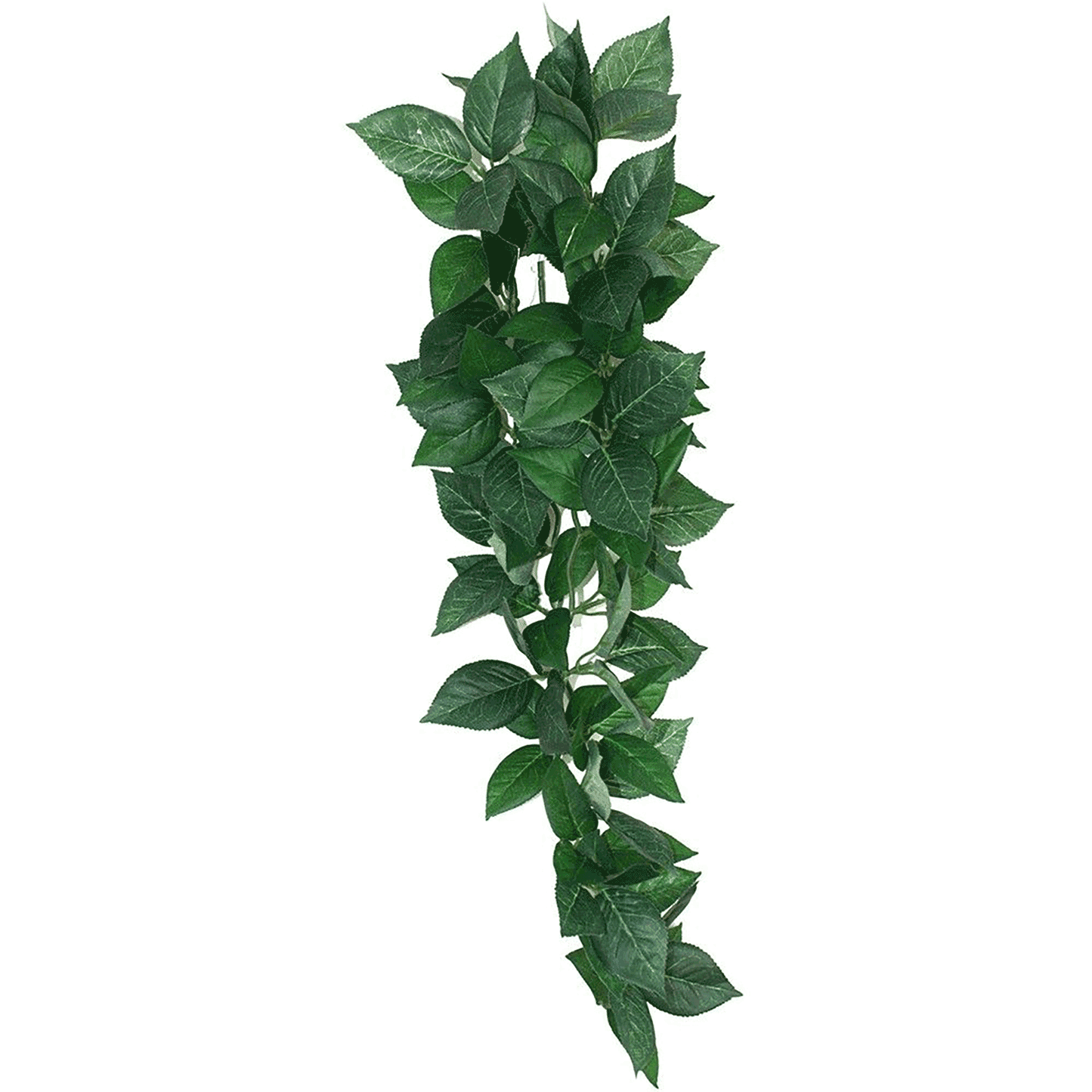 Komodo Sumatra Hanging Vine 13cm