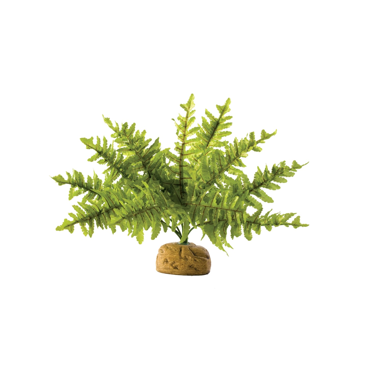 Exo Terra Boston Fern Plant - Small or Medium