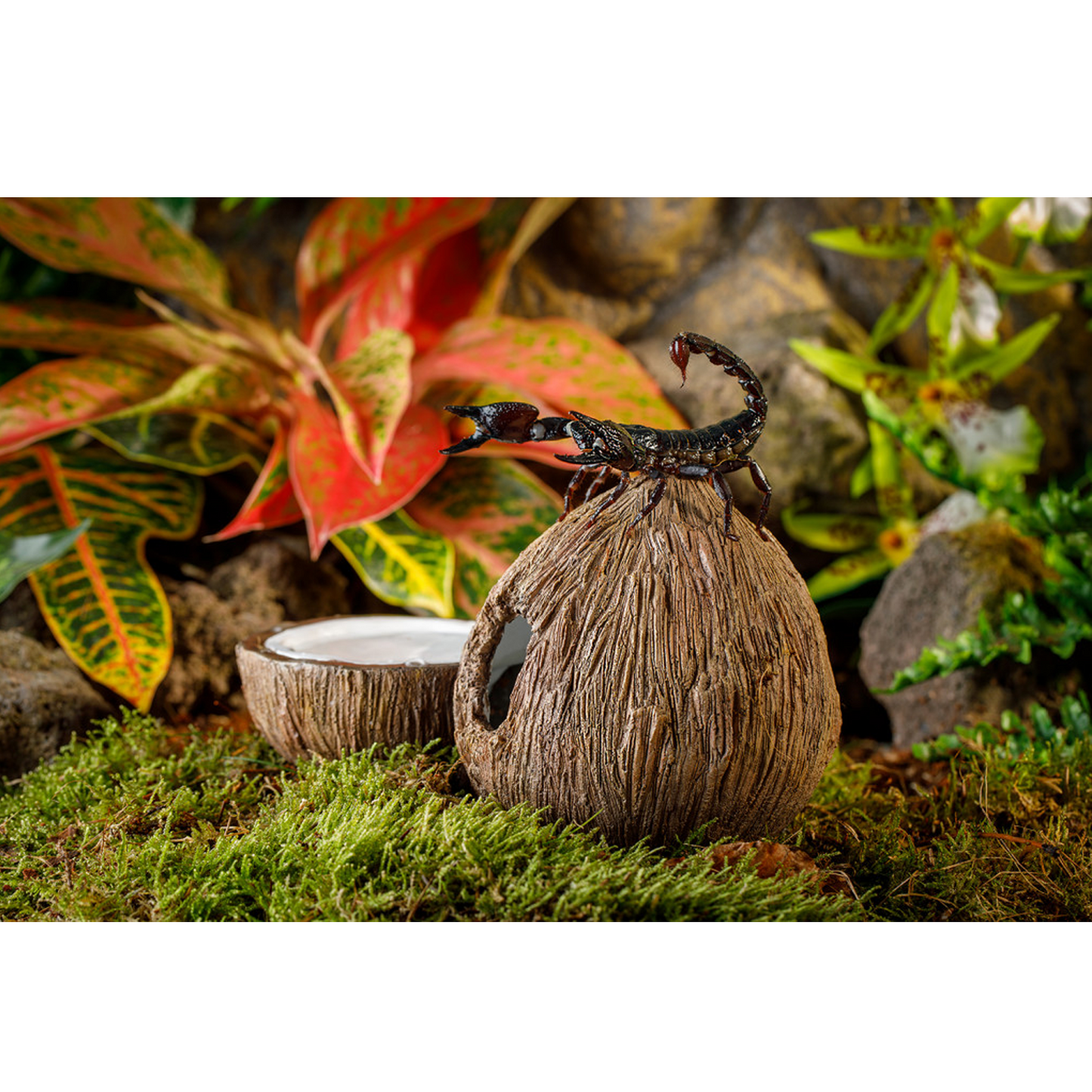 Exo Terra Tiki Coconut Hide and Water Dish